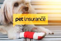 How Does Pet Insurance Work For Various Animal Breeds