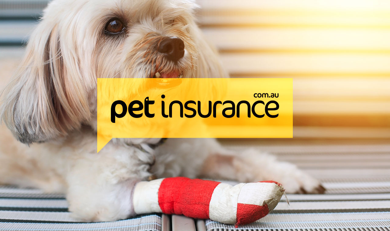 How Does Pet Insurance Work For Various Animal Breeds