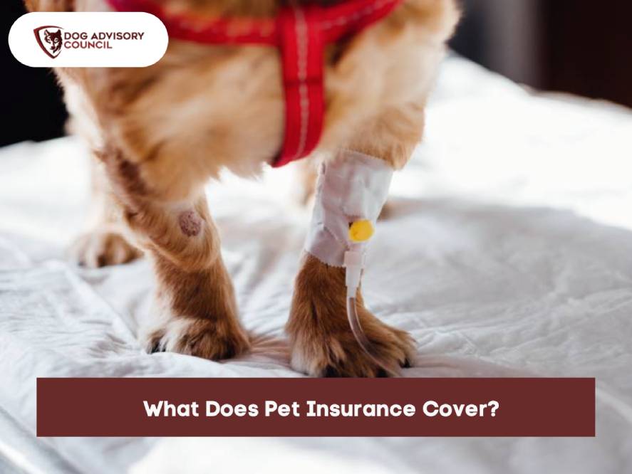 How Does Pet Insurance Work For Various Animal Breeds