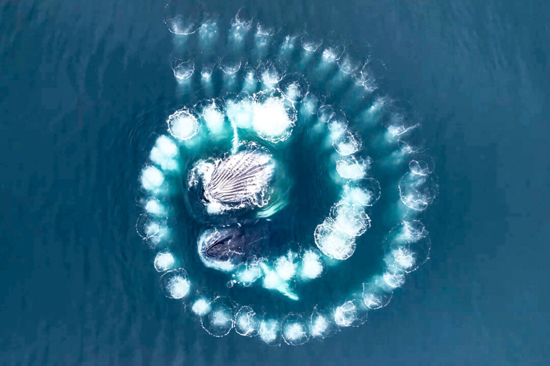 Humpback Whales Form Mesmerizing Spiral of Bubbles Under Water, Here’s ... Best Practices For Negotiating Your Salary Confidently