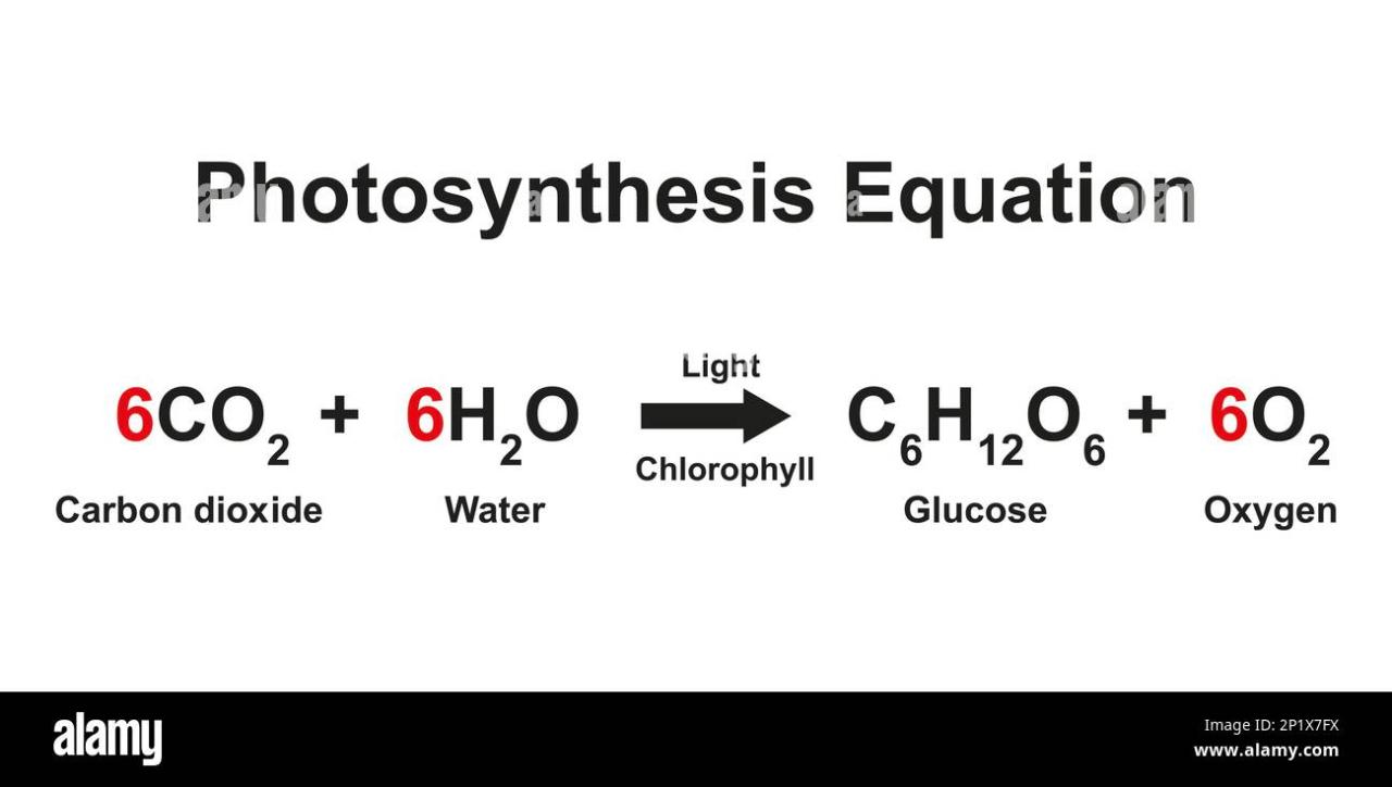 Photosynthesis Equation PHOTOSYNTHESIS EQUATION HELP Answer The Blank Benefits Of Drinking More Water Daily